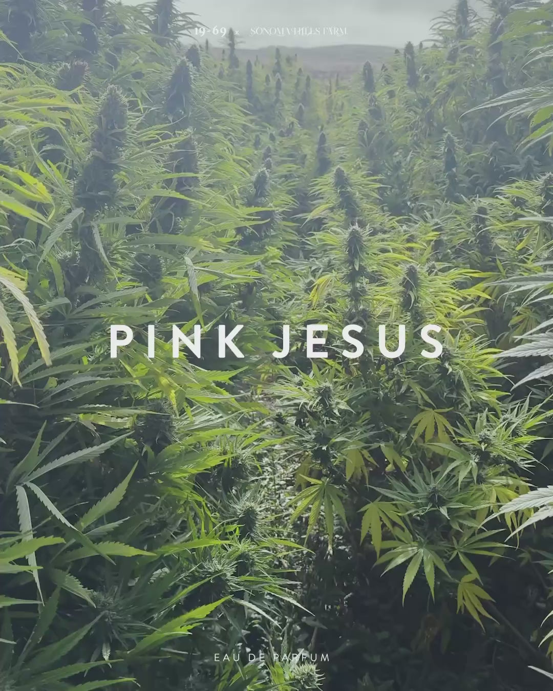 PINK JESUS – Nineteen Sixtynine